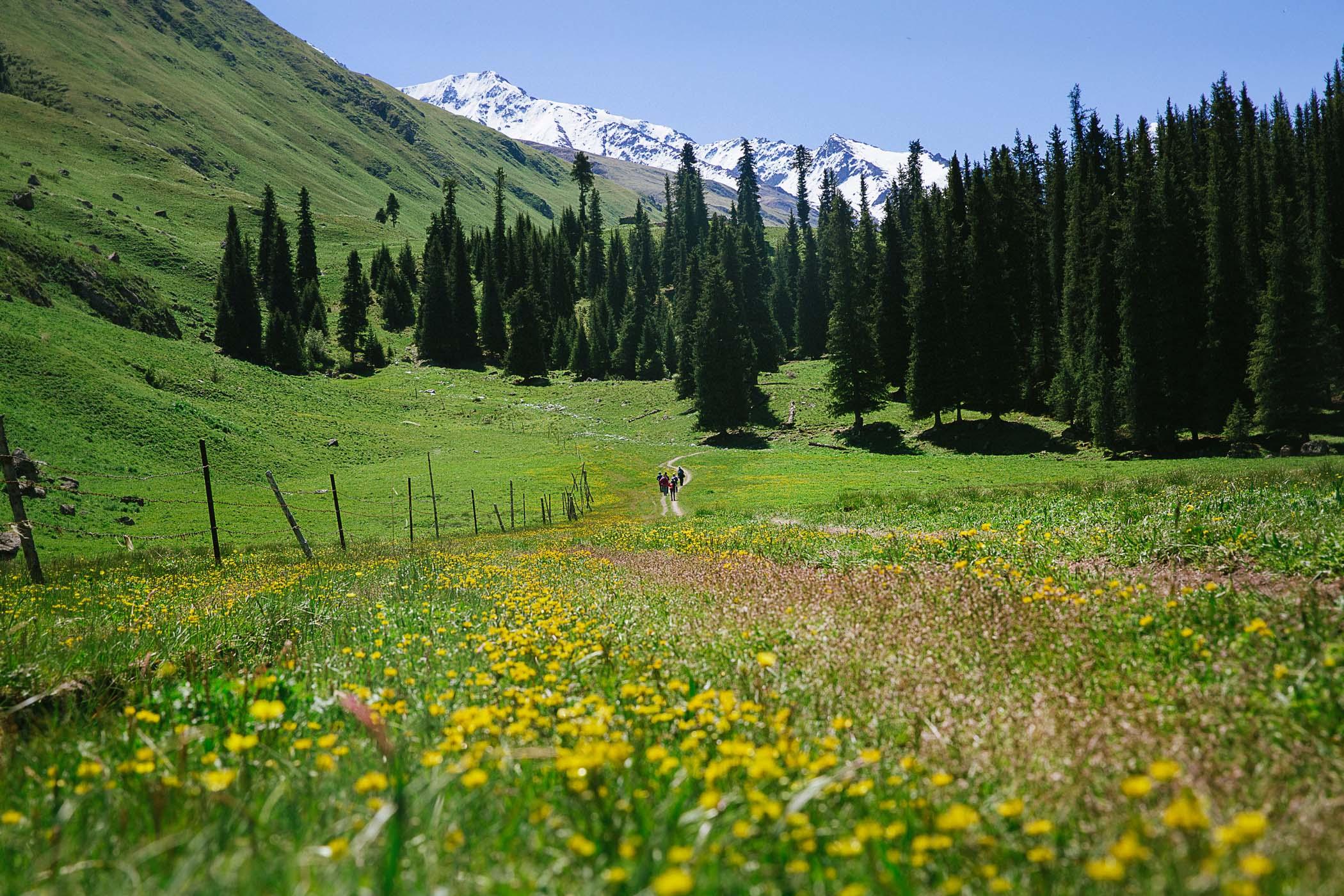 伊犁薰衣草基地